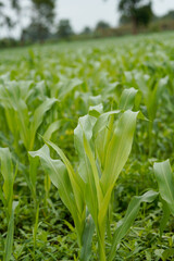 Naklejka premium Close-up view of vibrant green young maize crop leaves growing densely in an agricultural field.