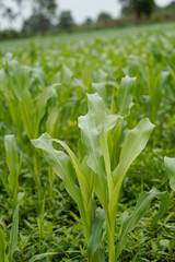 Naklejka premium Close-up view of vibrant green young maize crop leaves growing densely in an agricultural field.