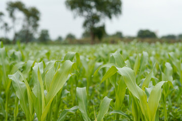 Naklejka premium Close-up view of vibrant green young maize crop leaves growing densely in an agricultural field.
