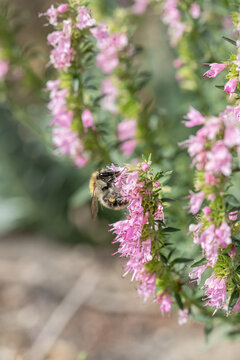 Bumblebee feeds on pink-blossomed hyssopus stem.  (Hyssopus officinalis). Bee-friendly plant.
