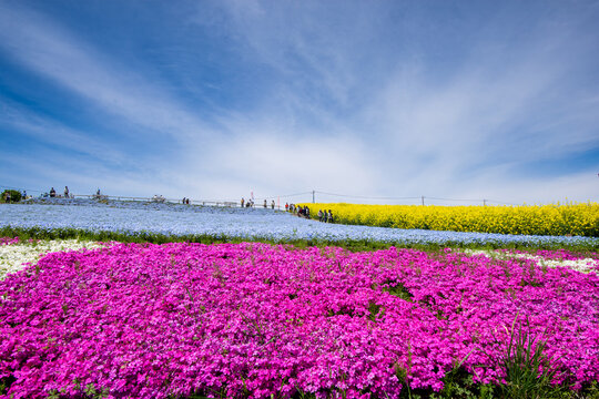 鮮やかなピンクの芝桜、青いネモフィラ、黄色い菜の花が織りなす春の三色花壇の景観