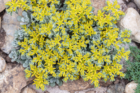Yellow stonecrop (Sedum spathulifolium). Low-growing, cushion-forming habit. Plant for rock gardens.