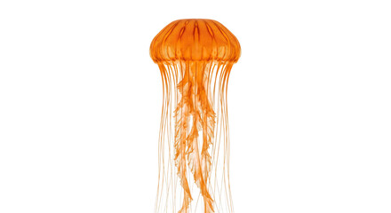 Vibrant orange jellyfish gracefully floats with delicate tentacles against a clean white background © Sapphire