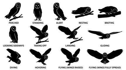 Fototapeta premium Collection of Owl Silhouettes Showing Various Poses and Actions.
