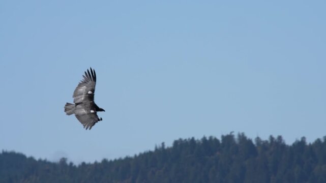 California Condor Soaring Above a Forest Ridgeline in Slow Motion