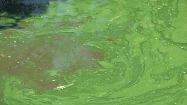 Crocodile swims in the green water of a swamp