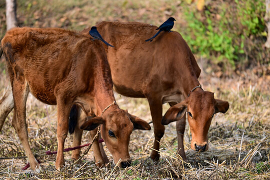 Two Brown Calves Tethered in a Dry Field with Black Birds Perched on Their Backs
