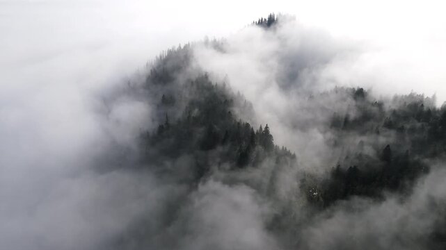 Footage of a sea of fog moving in waves between trees in a forest.