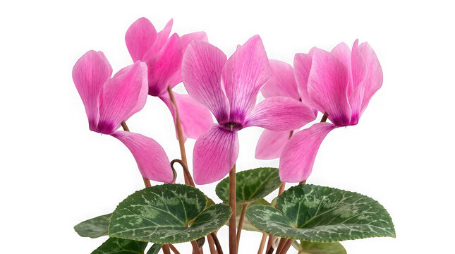 Beautiful pink cyclamen flowers with patterned green leaves isolated on transparent background