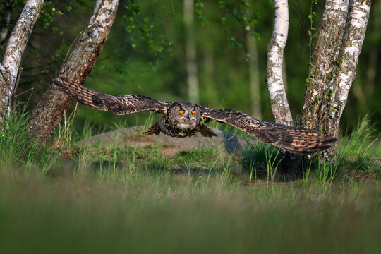 The great eagle owl flies among the trees