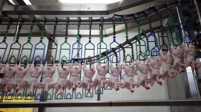 Fresh whole chickens hanging from hooks on a processing line inside a poultry processing facility. The image represents poultry processing, meat production, food industry, agricultural manufacturing, 