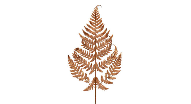 Dried fern frond with intricate details and warm brown tones on a white background
