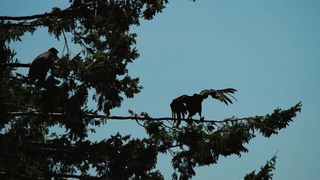 Two California Condors Perched on a Conifer Branch