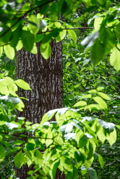 Poplar tree trunk partially hidden behind lush bright green foliage 