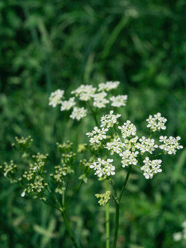 Close up view of wild chervil umbel inflorescence in summer