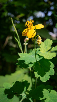 Macro view of chelidonium majus blossom with hairy green buds