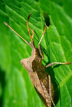 Coreus marginatus bug resting on bright green leaf in daylight