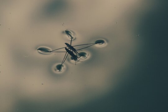 Common water strider gliding gracefully on smooth lake surface