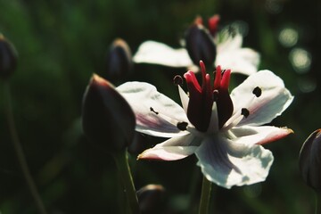 Vibrant crimson carpels surrounded by pale petals in macro © Дмитро Ганжеєв