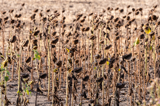 Dry Sunflower Field After Flowering. Withered Sunflowers in a Dry Agricultural Field. Hungarian agriculture. 