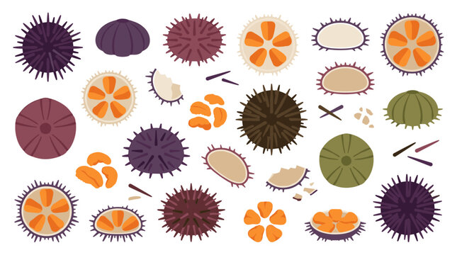 Set of sea urchin illustrations, culinary seafood ingredients, raw uni, fresh gourmet delicacy, marine life anatomy, flat vector elements