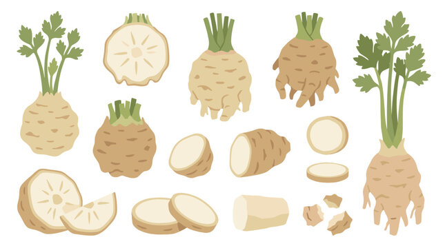 Set of fresh celeriac root vegetable icons with leafy green stems, sliced and whole pieces for healthy diet, organic food cooking, culinary