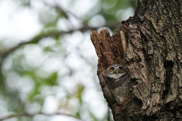Obraz premium The spotted owl inhabits the wild in the forests of Thailand.
