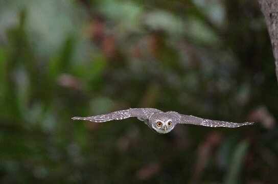 The spotted owl inhabits the wild in the forests of Thailand.