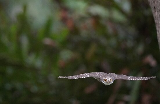 The spotted owl inhabits the wild in the forests of Thailand.