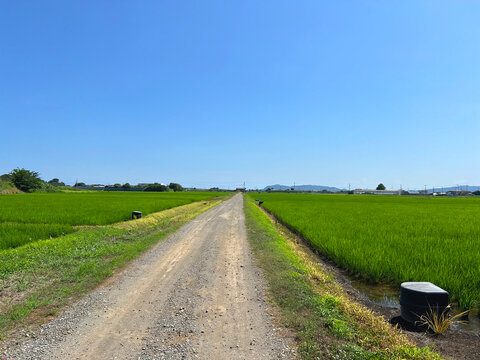 田んぼ道」の写真素材 | 118,651件の無料イラスト画像 | Adobe Stock