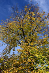 A tall tree with golden autumn leaves stands against a bright blue sky. © Stuart