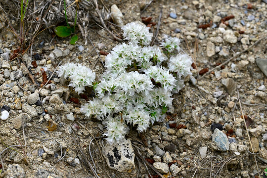 Mauermiere // Nailwort (Paronychia capitata) - El Chorro, Andalusien, Spanien