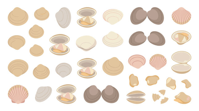 Set of various saltwater clam shellfish illustrations, open and closed seafood collection, culinary ingredients for menu design and aquatic decor