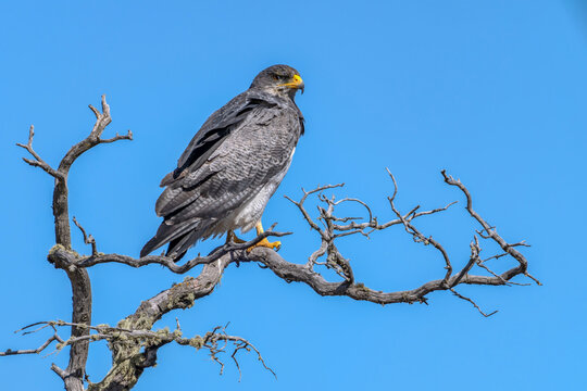 Black-chested Buzzard-Eagle (Geranoaetus melanoleucus) Perched on Leafless Branch in Natural Habitat. Blue sky background. Patagonia Chili.                      

