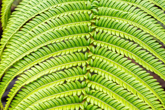 Sadleria is a genus of six species of ferns in the family Blechnaceae, all endemic to Hawaii. Pu&rsquo;u O Kila Lookout to Pihea Trail. Kokeʻe State Park, Kauai County, Hawaii.