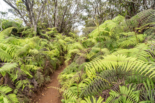 Diplopterygium pinnatum, ULUHE LAU NUI. Diplopterygium is a genus of ferns in the family Gleicheniaceae.  Pu&rsquo;u O Kila Lookout to Pihea Trail. Kokeʻe State Park, Kauai County, Hawaii.