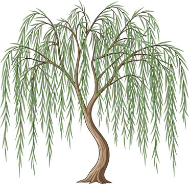 Elegant weeping willow tree with long cascading branches and leaves isolated on a clean white background perfect for nature themed designs