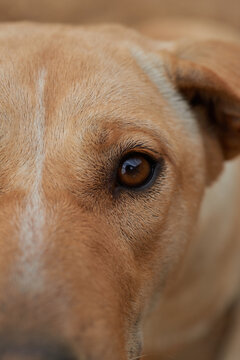 Extreme macro shot of a brown dog's eye and fur texture