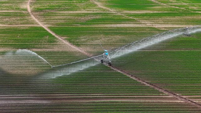 Mechanized pivot irrigation system spraying green crop field. Water mist flows over parallel rows of young plants from an overhead aerial perspective.