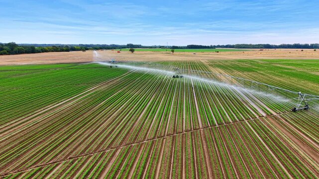 Irrigation sprinkler system spraying water over green farm crops. Aerial perspective of metal truss sprinkler watering planted rows under blue sky and light clouds.