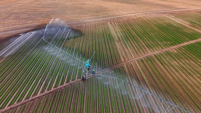 Central pivot irrigation machine watering green crop field rows. Aerial top view of motorized wheel tower spraying water stream on moist brown soil and green plants.