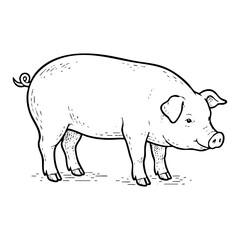 Obraz premium Hand drawn pig illustration isolated on white background for farm design