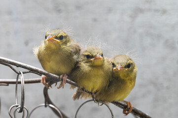ベランダに来たウグイスのひな鳥 © kumiko