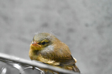 ベランダに来たウグイスのひな鳥 © kumiko