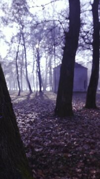 Cold dark winter forest from behind a tree