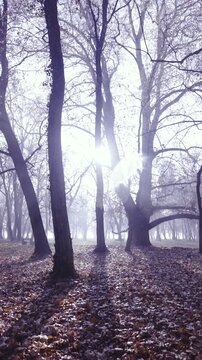 Beautiful winter forest tall trees without snow on a sunny day