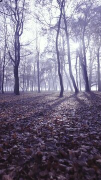 Walk through tall forest with chapel on right side and sun above
