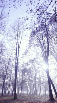 Walk through winter forest without snow low angle