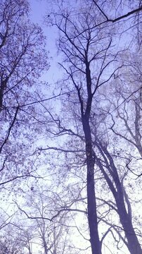 Panning under huge trees without leaves in winter time