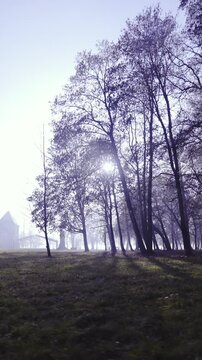 Moving outside big dark forest with castle in background